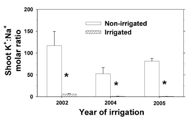 Figure T. lanuginosa represented 67% of TDM in 2002, while L. alyssoides represented 84–90% of TDM in 2004–2005 (see Figure 15). In some cases, the SE is too small to be visible. Asterisks above irrigated plot averages denote significant differences from the non-irrigated plot within year by two-sample t-test at P ≤ 0.05.